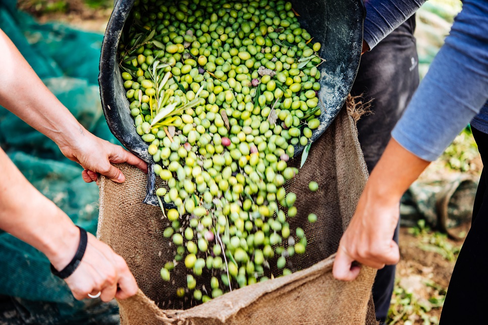 Sicilian olives - Nocellara del Belice variety