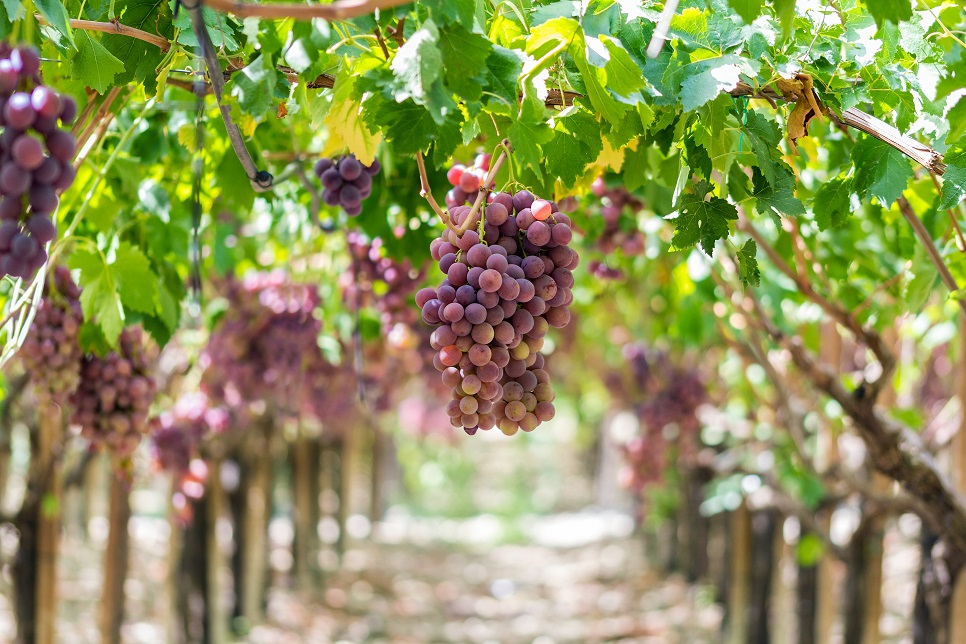 grape-growing in Sicily