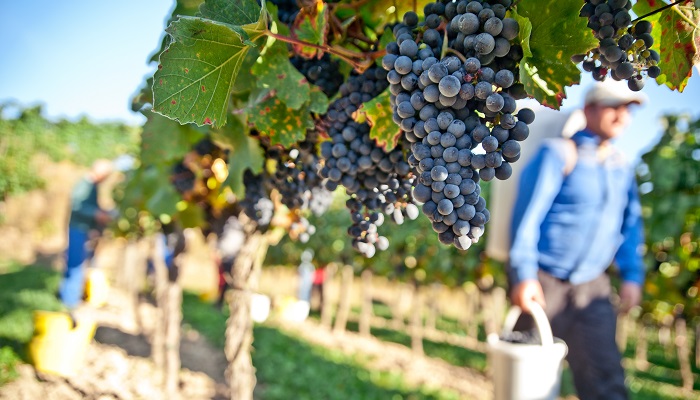 Wine tour in Sicily Wine tour in Sicily