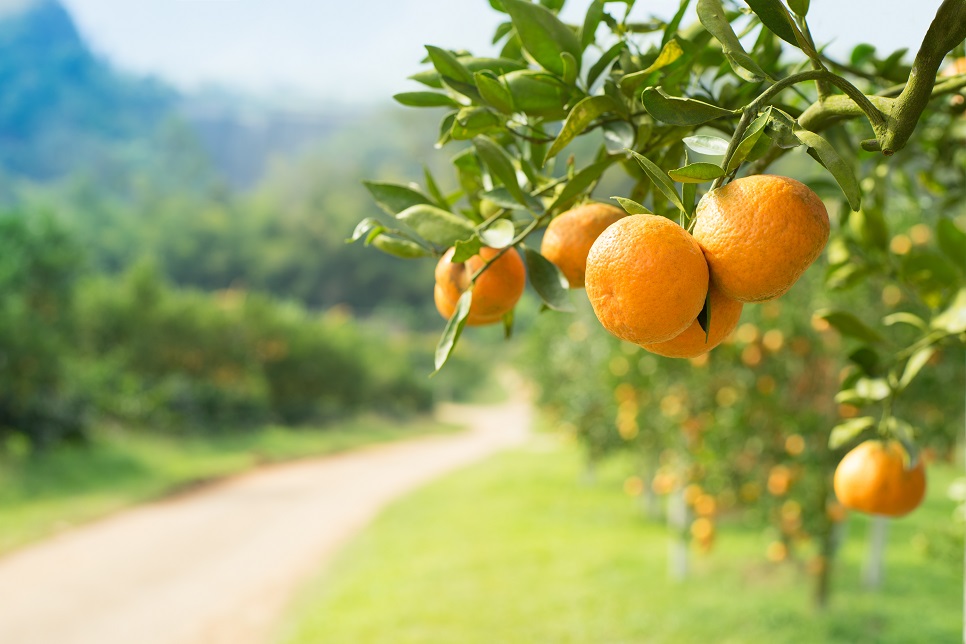 Sicilian oranges