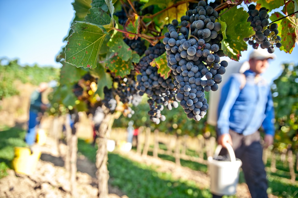 Wine tasting and vineyard visits