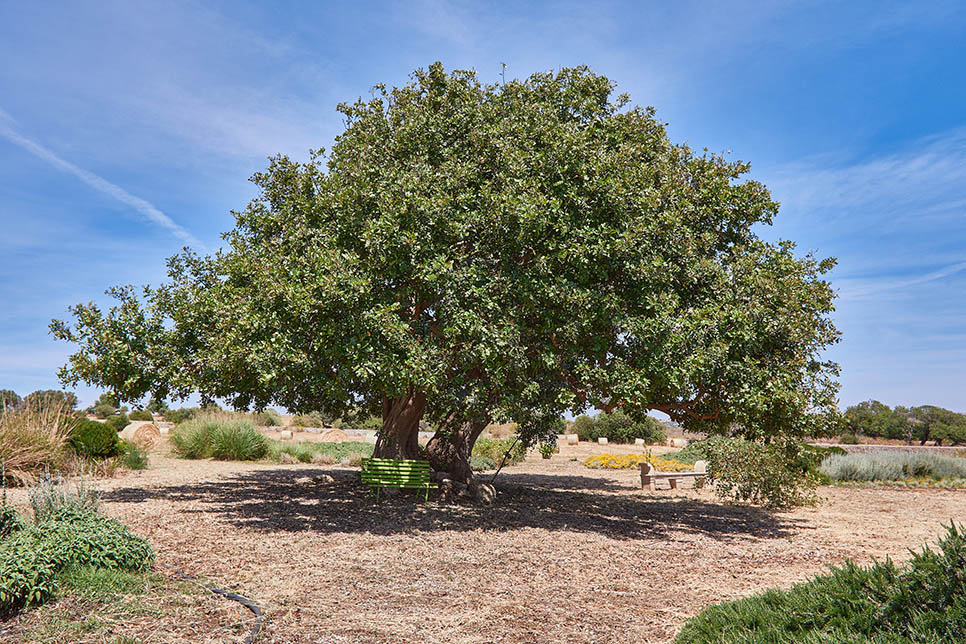Giardini Donnafugata 27