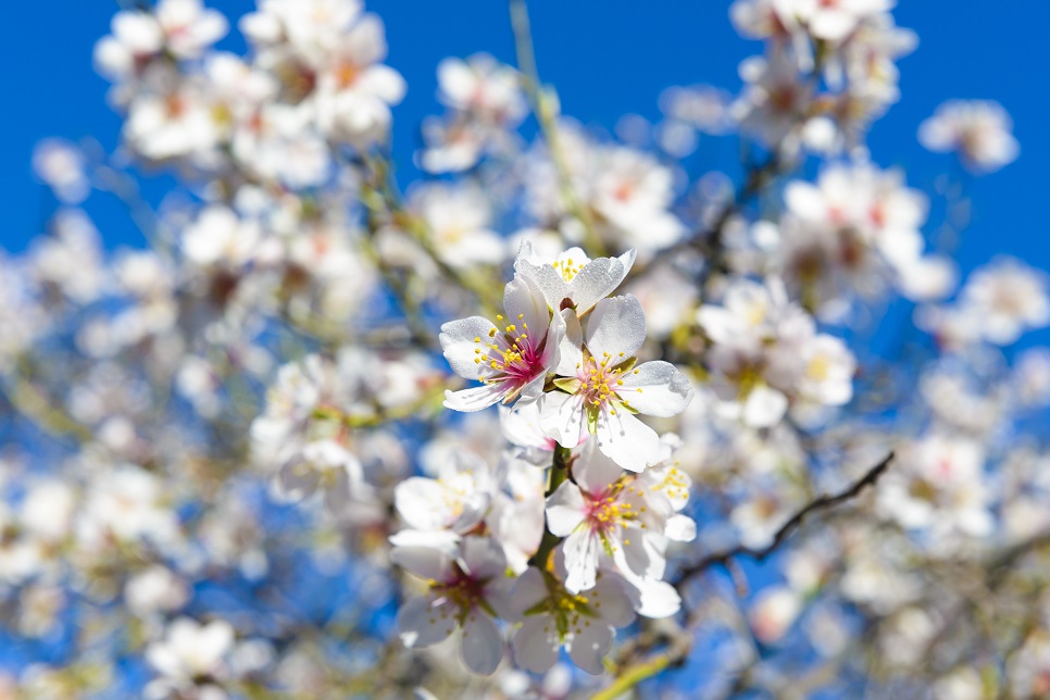 24_Almond_Blossom_Festival